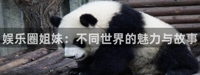 富邦娱乐：娱乐圈姐妹：不同世界的魅力与故事